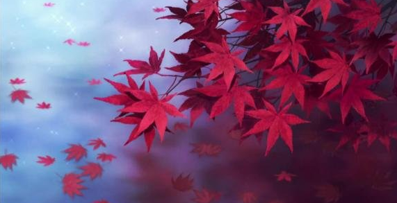 深红的恋歌