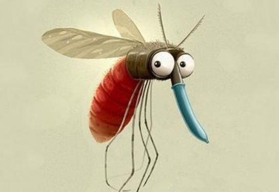 肥城小蚊子